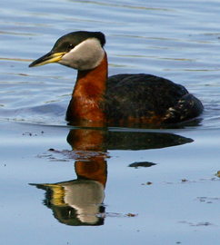 Red-necked_Grebe.jpg