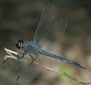 SlatySkimmer1.jpg