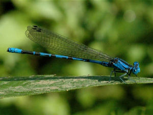 SpringwaterDancer1.jpg