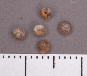 Strobilops_aeneus.jpg