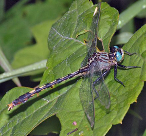 UnicornClubtail1.jpg