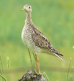 Upland_Sandpiper_D_Scranton.jpg