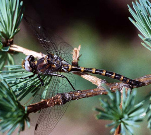 Williamsonia_lintneri_adult.jpg