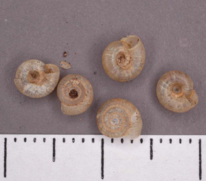 Zonitiodes_limatulus.jpg