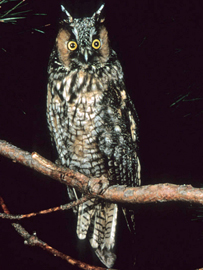 asio_otus_002.jpg