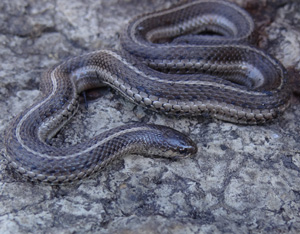 Lined Snake (Tropidoclonion lineatum) - Minnesota Amphibian & Reptile Survey