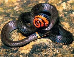 Prairie Ringneck Snakes Often Play Dead Stock Photo 6917125