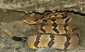 e_Timber_Rattlesnake_R-9446-DP_ABS.jpg