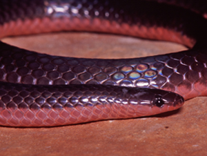 e_Western_Worm_Snake_R-8697-DP_ABS.jpg