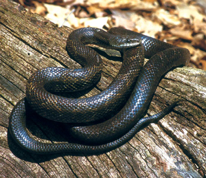 Gray Ratsnake, Reptiles & Amphibians in Ontario