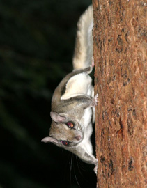 flying_squirrel_L_master_01.jpg