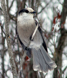 gray_jay_Erickson.jpg