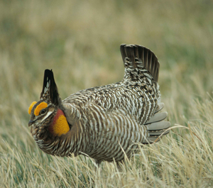 greater-prairie-chicken-tympanuchus-cupido.jpg