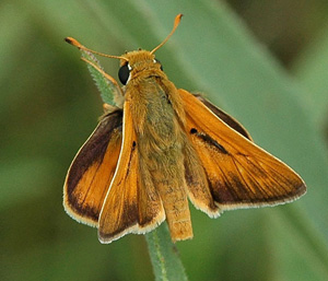 hesp_otto_006.jpg