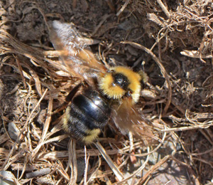 insularis1.jpg