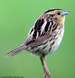 lecontes_sparrow_Erickson.jpg