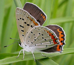 lyca_dion_001.jpg