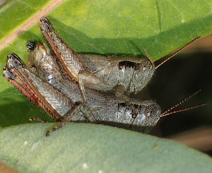 melanoplus_scudderi_M_F_grasshoppers.jpg