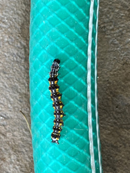 owl_eyed_bird_dropping_moth_caterpillar.jpg