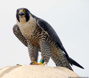 peregrine_Erickson_4.jpg