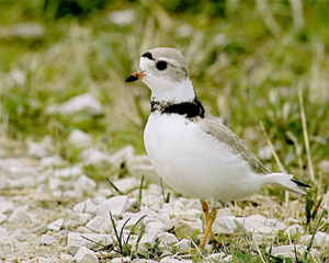 piping_plover_Bartholmai_01.jpg