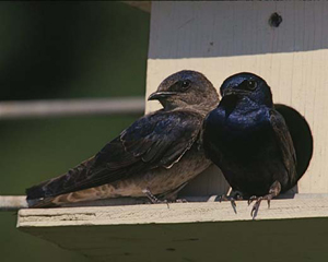 purple_martin_pair_Bartholmai.jpg