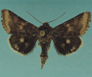 schibina.jpg