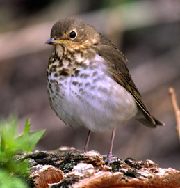 swainsons_thrush_bartholmai.jpg