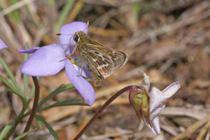z_Cobweb_Skipper_I-2838-DP_ABS.jpg