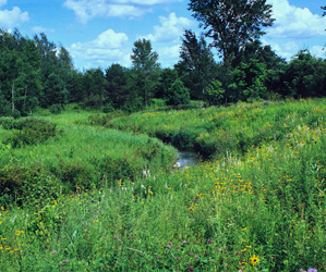 Calephis_muticum_habitat.jpg