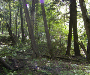 Moose_River_Cedar_1.jpg