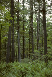 NFR_WPRM02.jpg