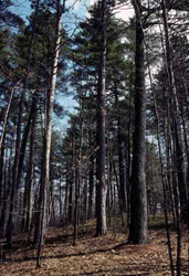 Dry-mesic Northern Forest - Michigan Natural Features Inventory