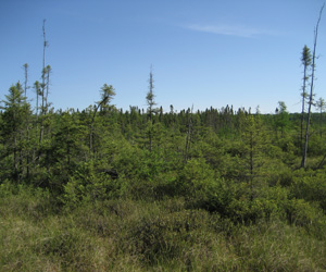 NWF_202.jpg