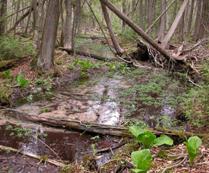 Nichols_Creek_WA_11.jpg