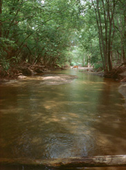 PheasantBranchMarsh6.jpg