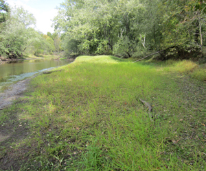 Riverine_mudflat_02.jpg