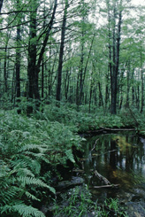 SNA_Reel_6_066.jpg