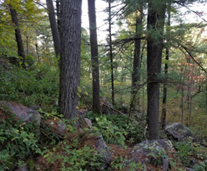 Talus_forest_01.jpg
