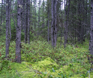 Wetland_Conifer_Stand1_photoshop.jpg