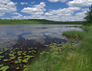 mud_lake_bog_copy.jpg