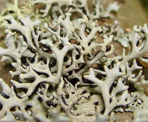 Hypogymnia_tubulosa.jpg