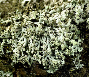 Physcia_tenella_udo.jpg