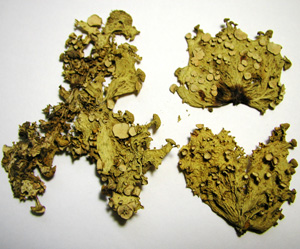 Ramalina_unifolia1.jpg