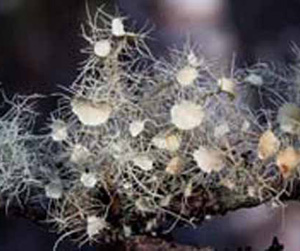 Usnea_strigosa2.jpg