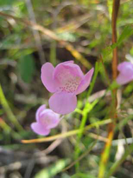 Agalinis_skinneriana_rpo_2011.jpg