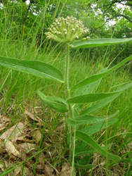 Asclepias_lanuginosa_BRSF_2008_043_ADB.jpg