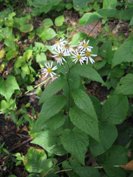 Aster_furcatus_rpo1_2010.jpg