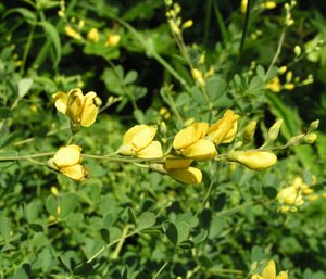 Baptisia_tinctoria6-Suzan.jpg