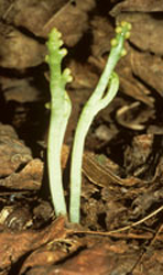 Little Goblin Moonwort (Botrychium mormo)